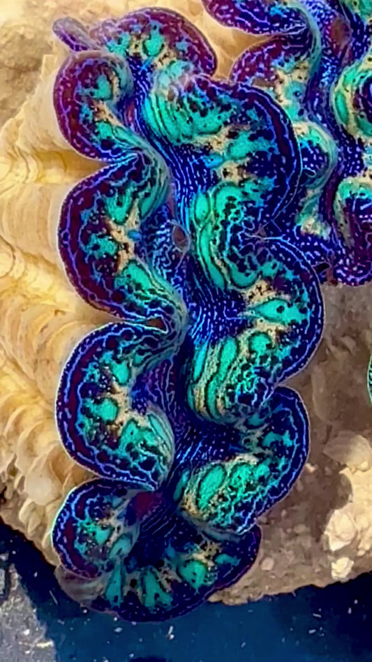 Captive Bred Cultured Tridacna Clam 2” to 2.5 inches OD T1