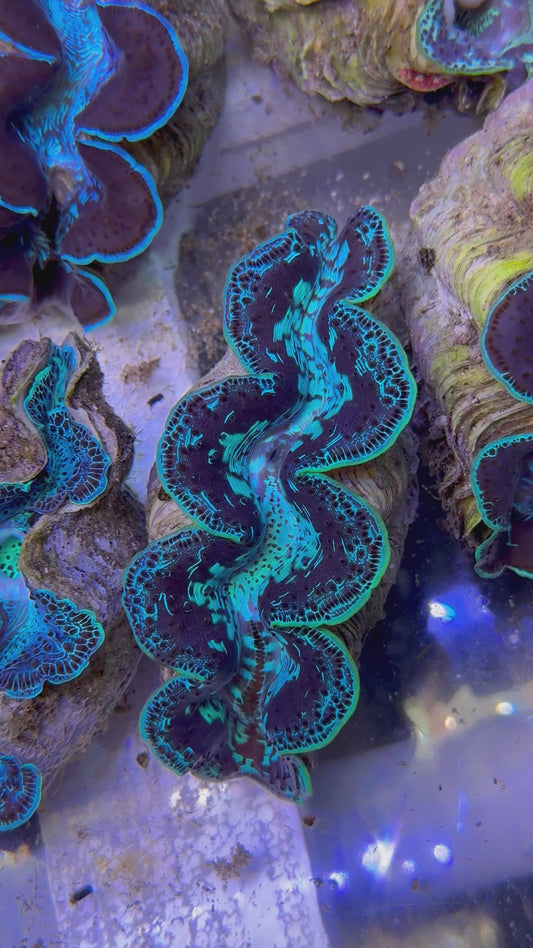 Maxima Clam 5" to 6" neon pattern