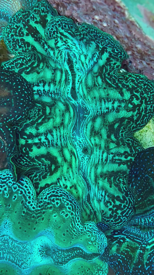 Crocea clam