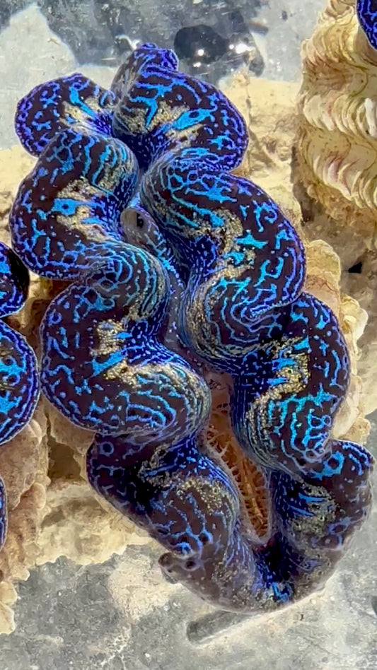 Captive Bred Cultured Rainbow Tridacna Clam 2” to 2.5 inches OD T1