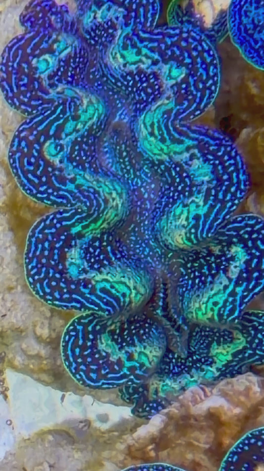 Ultra Rainbow Crocea Clam Captive Bred A