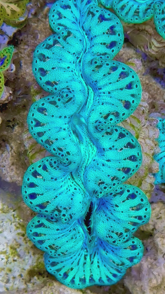 Ultra Captive Bred Noae Clam (Tear drop Maxima) 2” to 2.5" inches Rare Neon turquoise