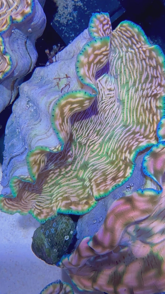 Cultured Derasa Clam with orange lines