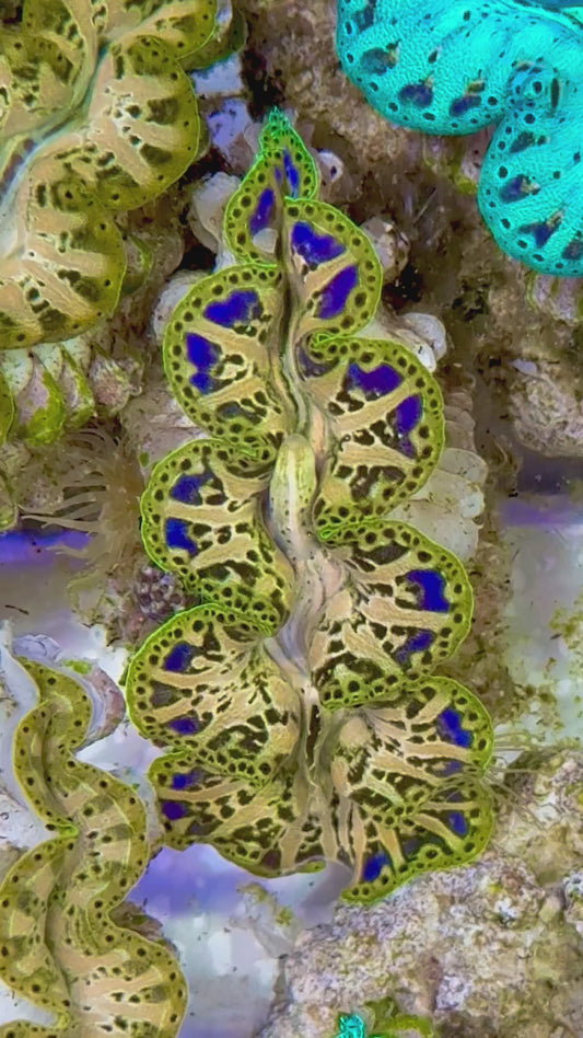 Ultra Captive Bred Noae Clam (Tear drop Maxima) 2” to 2.5" inches Rare purple dots