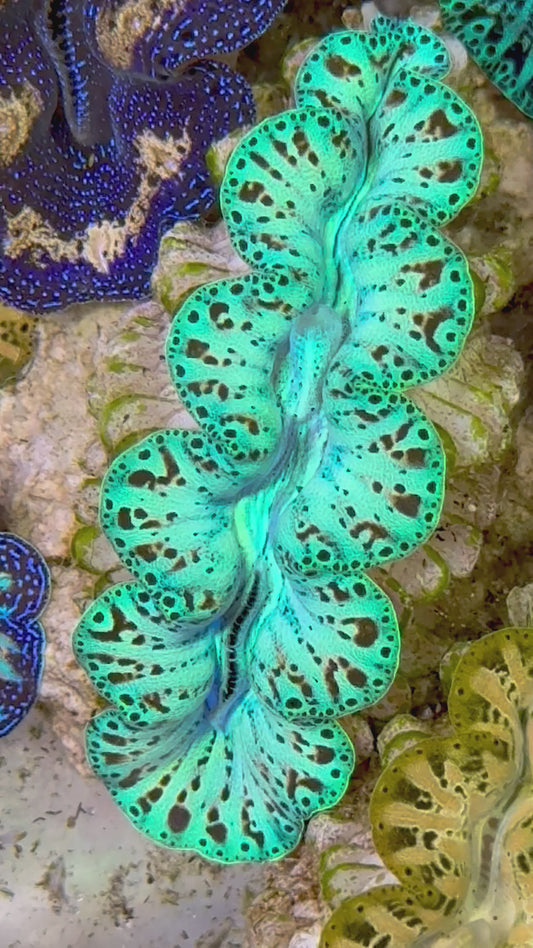 Ultra Captive Bred Noae Clam (Tear drop Maxima) 2” to 2.5" inches Rare Neon turquoise with gold and red drops