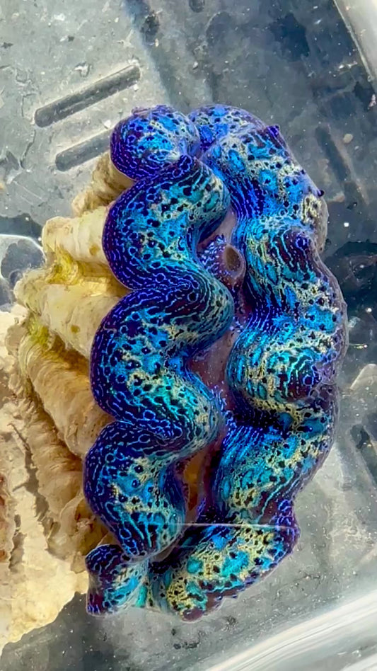 Captive Bred Cultured Rainbow Tridacna Clam 2” to 2.5 inches OD T1