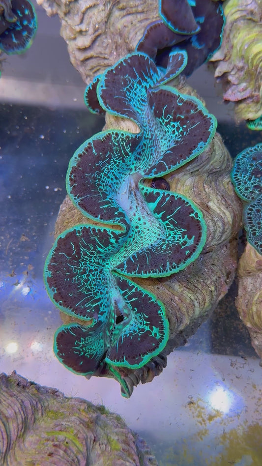 Maxima Clam 5" to 6"