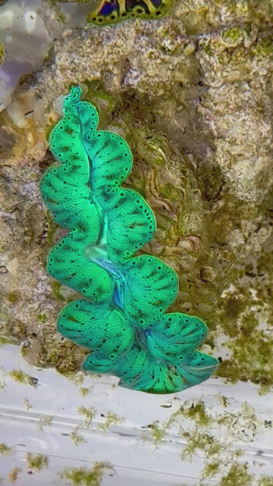 Ultra Captive Bred Noae Clam 2” to 2.5" inches