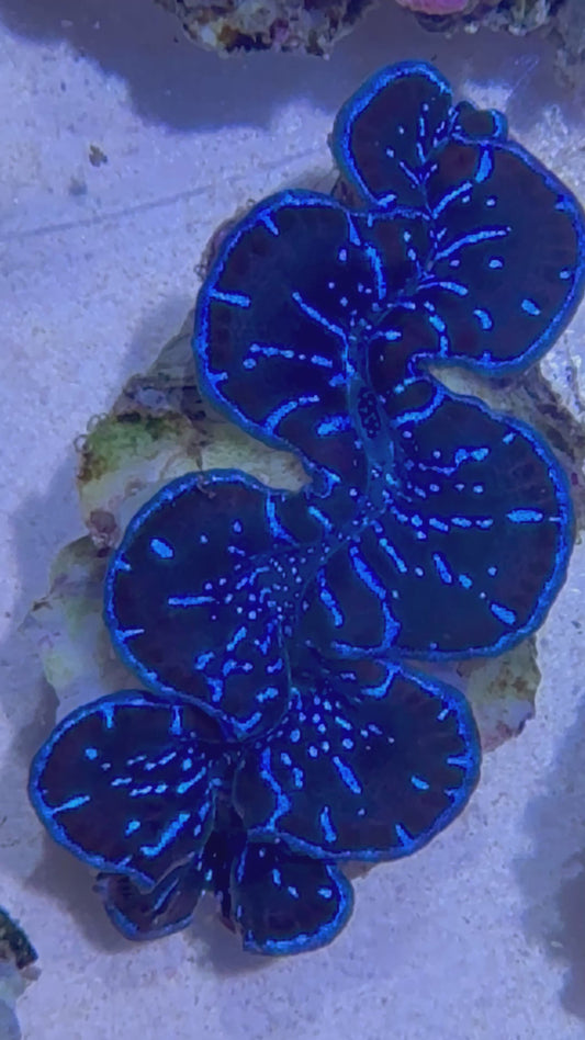 Cultured Maxima Clam black mantle with electric blue lines