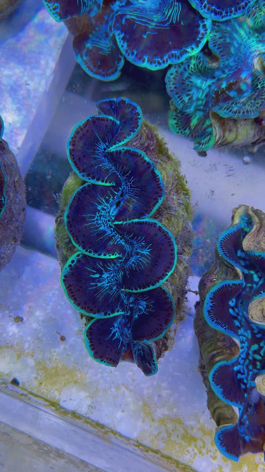 Maxima Clam 5" to 6" beautiful green lines throughout and black backdrop