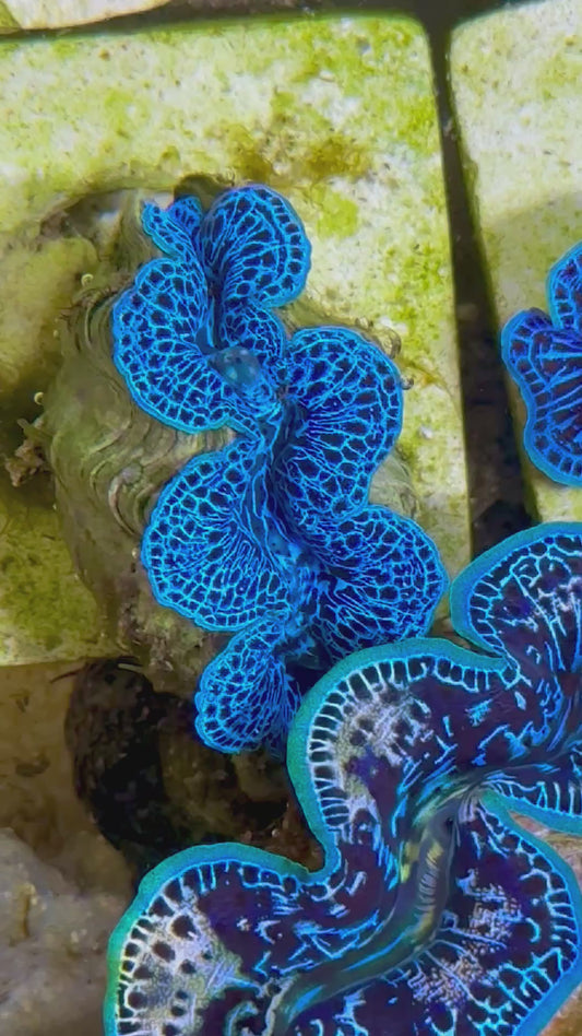 Beautiful Captive Bred Maxima Clam