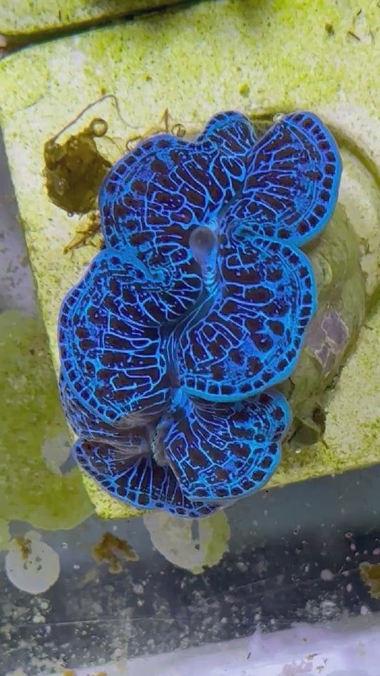 Beautiful Captive Bred Maxima Clam