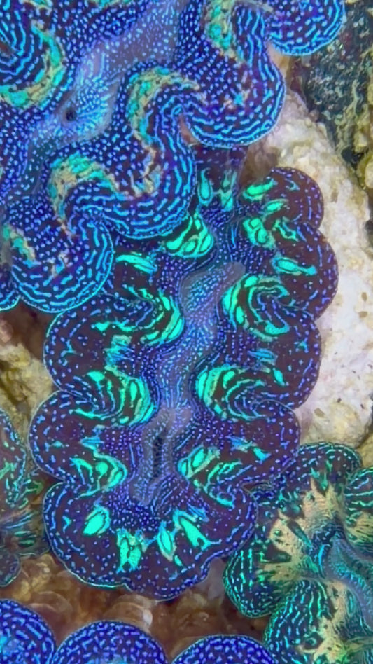 Ultra Teardrop Crocea Clam Captive Bred A