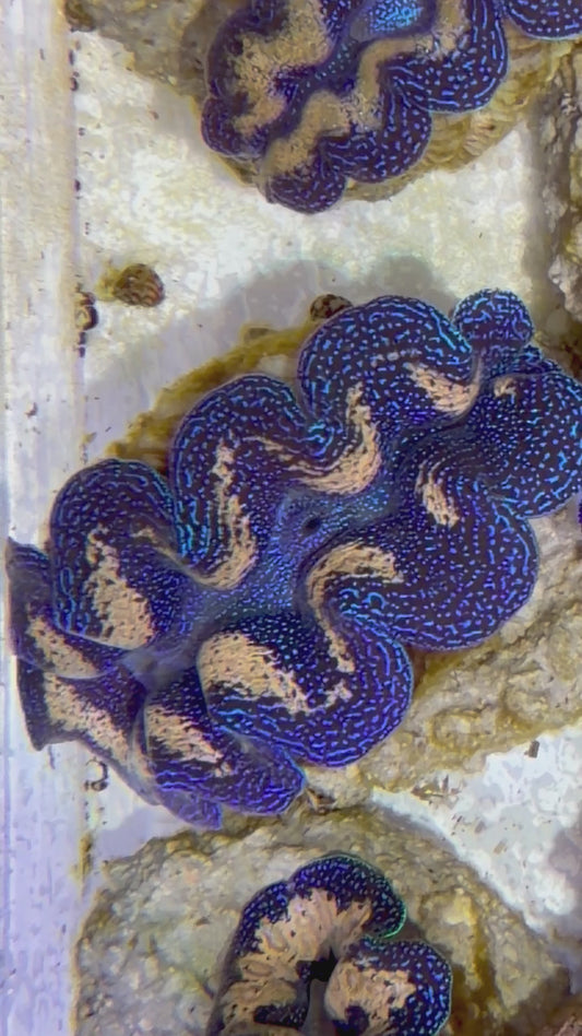 Captive Bred Crocea Clam 2” to 2.5" inches A