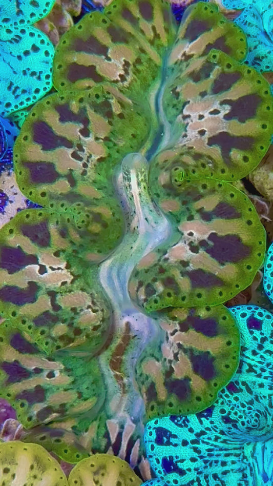 Ultra Captive Bred Noae ( Teardrop Maxima Clam ) 2” to 2.5" inches