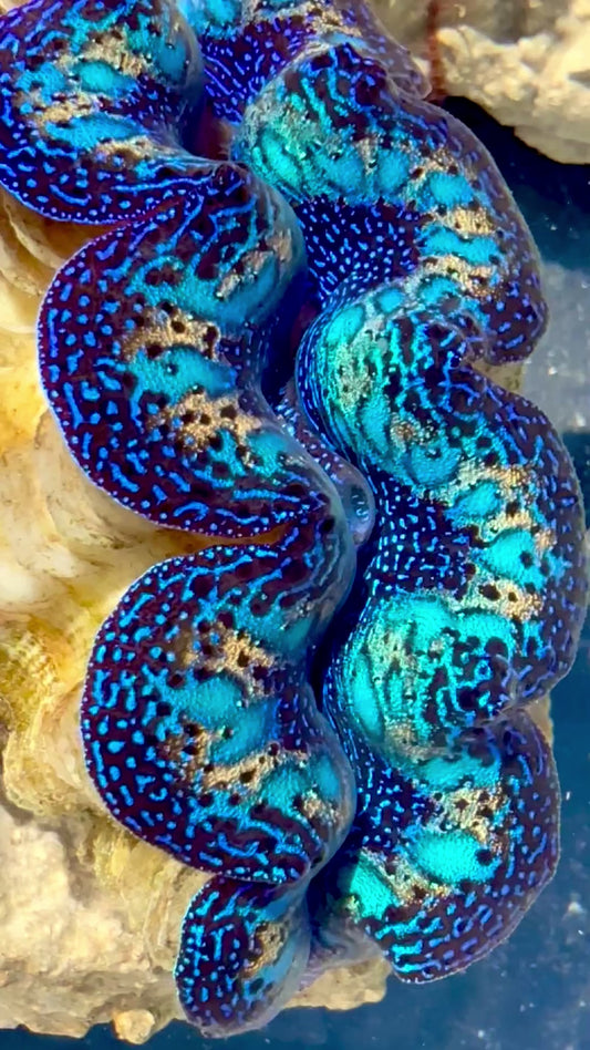 Captive Bred Cultured Rainbow Tridacna Clam 2” to 2.5 inches OD T2