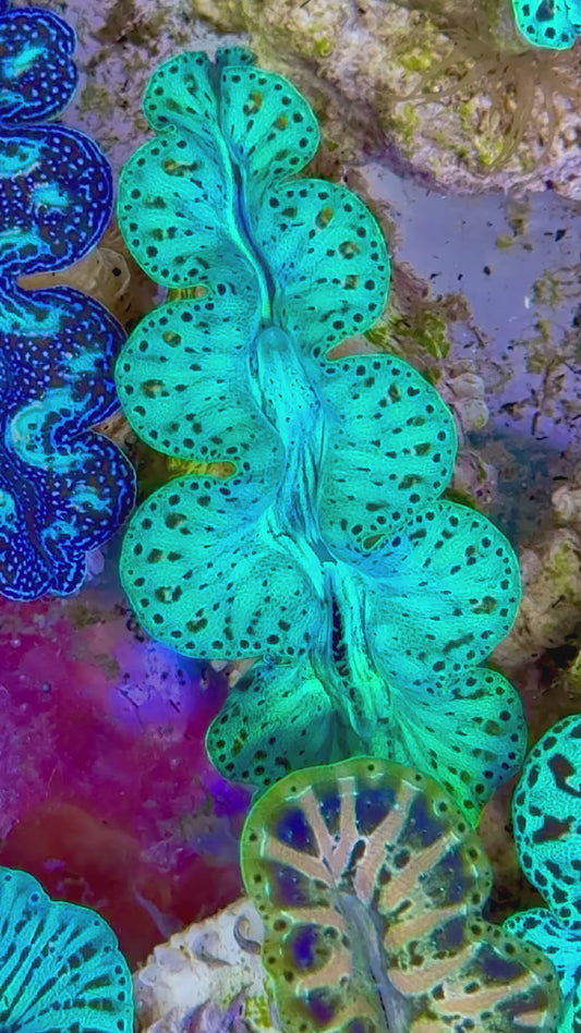 Ultra Captive Bred Noae Clam 2” to 2.5" inches