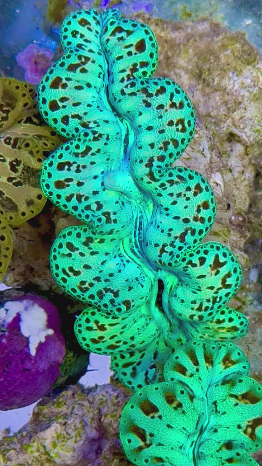 Ultra Captive Bred Noae Clam 2” to 2.5" inches