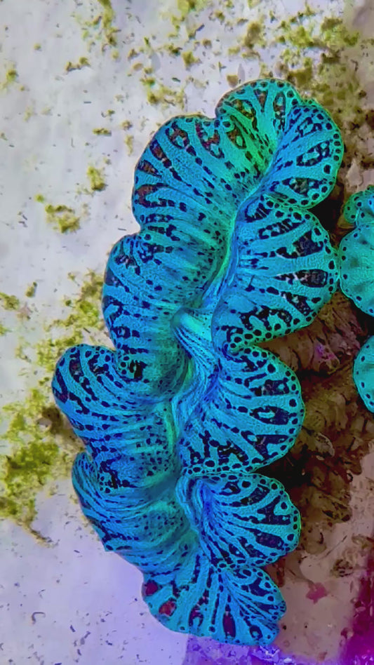 Ultra Captive Neon turquoise Bred Noae Clam 2” to 2.5" inches (formally known as maxima clam)