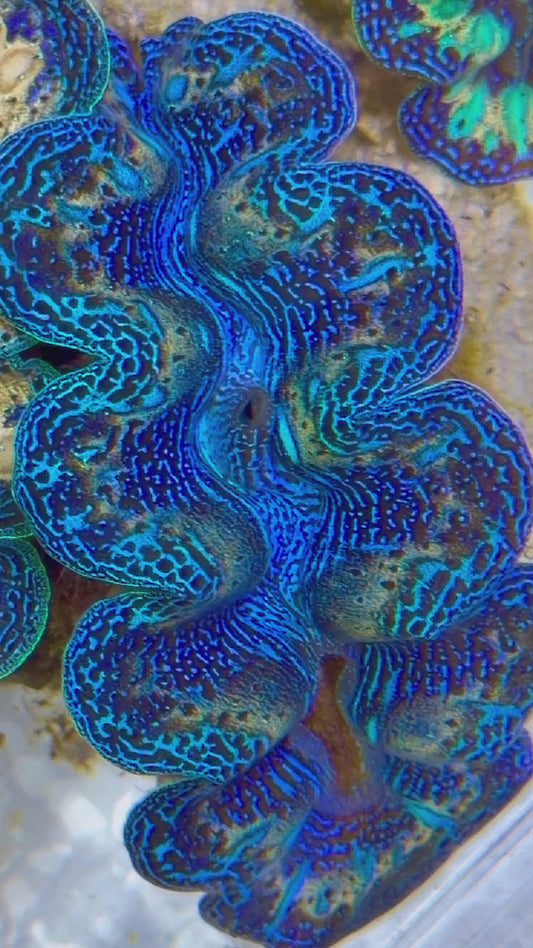 Ultra Rainbow Crocea Clam Captive Bred A