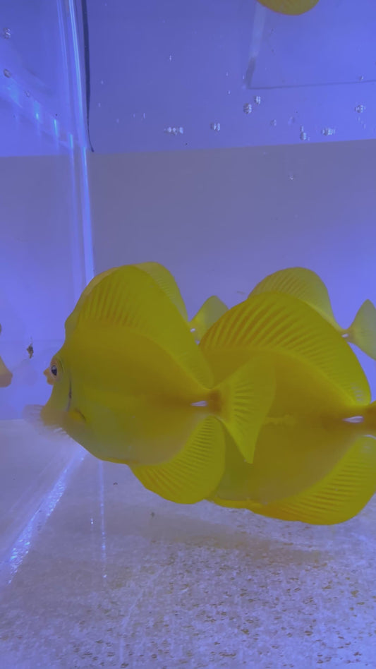 7 Captive bred yellow tang gang from 4.5” to 7”