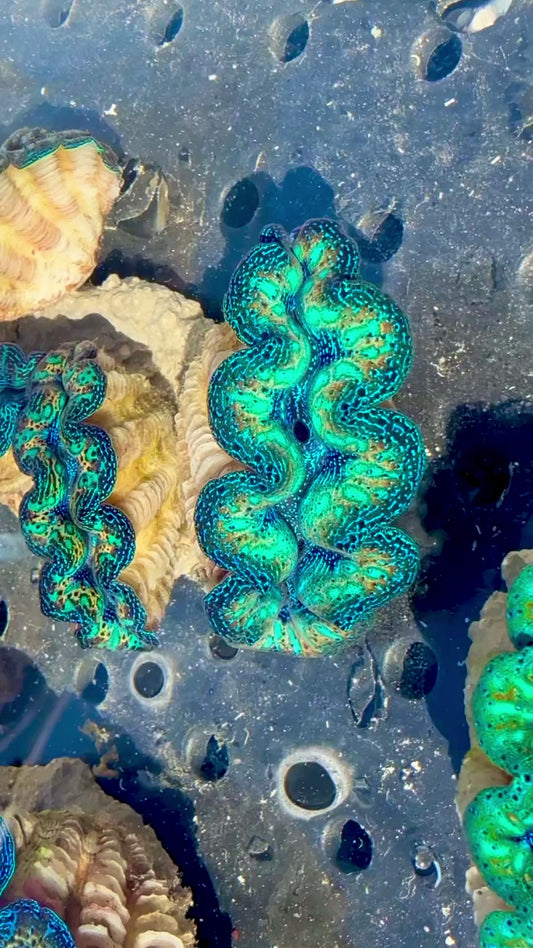 Captive Bred Cultured Rainbow Tridacna Clam 2” to 2.5 inches OD T2