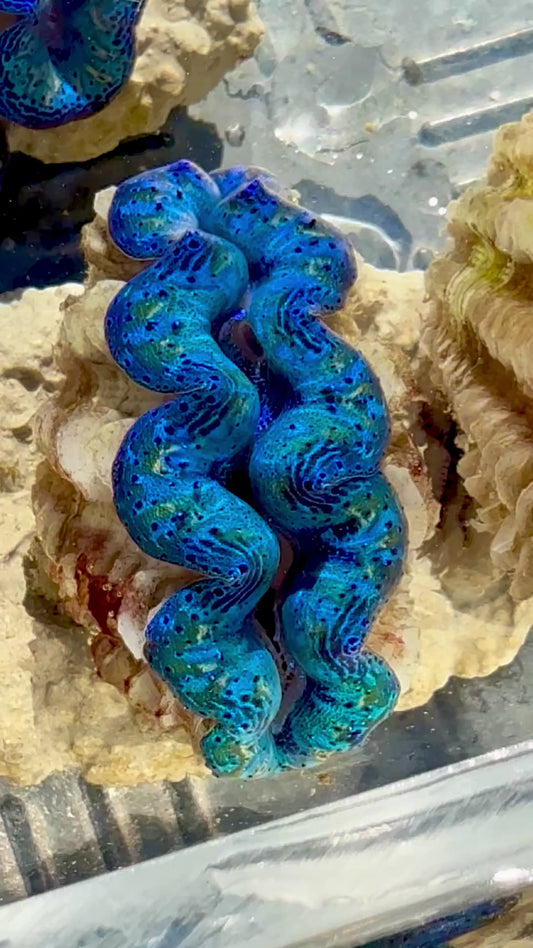 Captive Bred Cultured Rainbow Tridacna Clam 2” to 2.5 inches OD T1