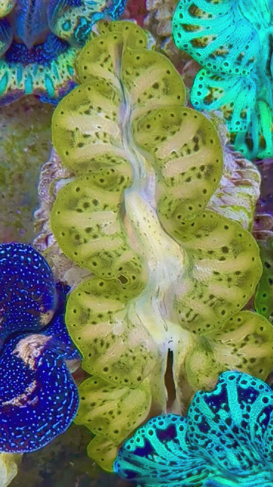 Ultra Captive Bred Noae Clam (Tear drop Maxima) 2” to 2.5" inches