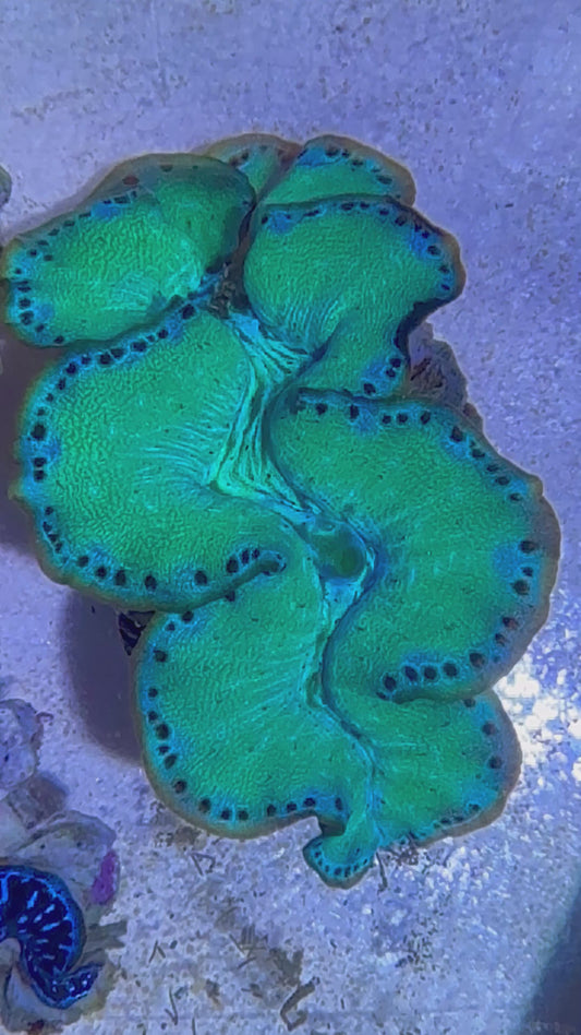 Cultured Maxima Clam Ultra Green with baby blue and black dots