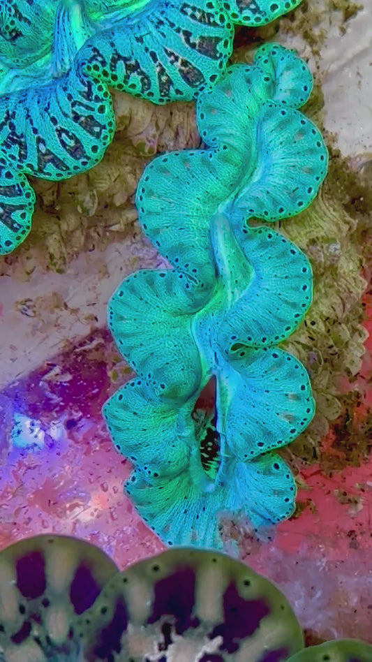 Ultra Captive Neon turquoise Bred Noae Clam 2” to 2.5" inches (formally known as maxima clam)