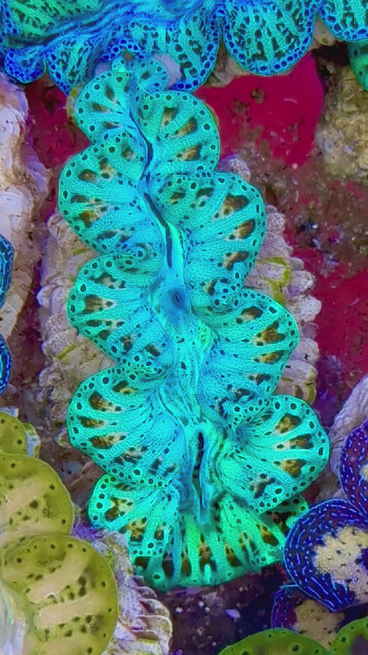 Ultra Captive Bred Noae Clam (Tear drop Maxima) 2” to 2.5" inches Rare Neon turquoise with Orange drops