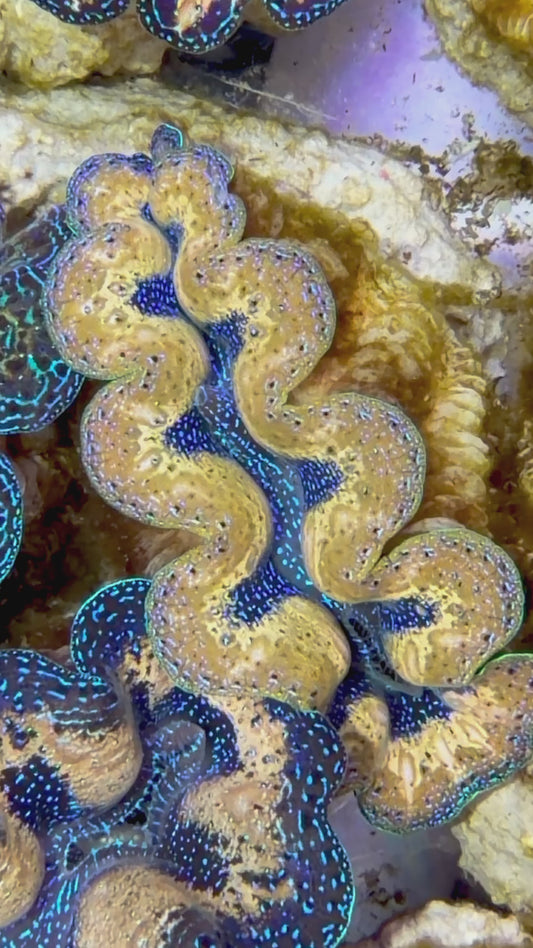 Ultra Teardrop Crocea Clam Captive Bred A