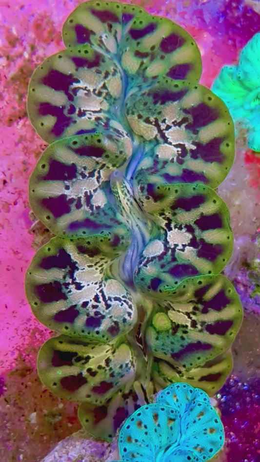 Ultra Captive Bred Noae Clam ( Teardrop Maxima Clam ) 2” to 2.5" inches