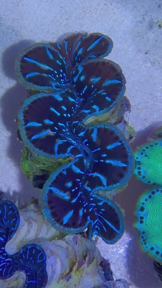 Cultured Maxima Clam with black mantle and electric blue lines