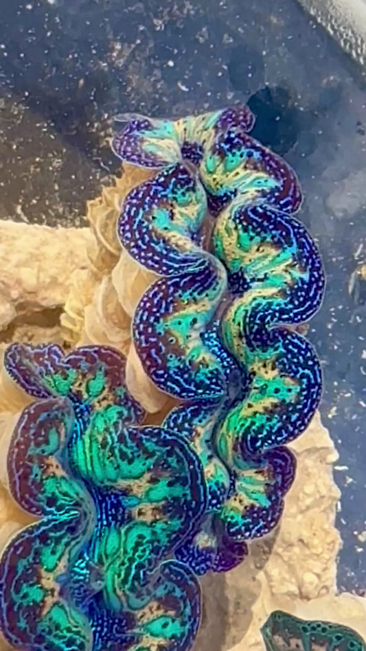 Captive Bred Cultured Rainbow Tridacna Clam 2” to 2.5 inches OD T2