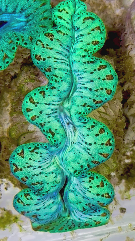 Ultra Captive Bred Noae Clam 2” to 2.5" inches