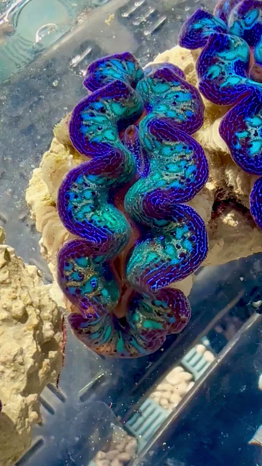 Captive Bred Cultured Rainbow Tridacna Clam 2” to 2.5 inches OD T1