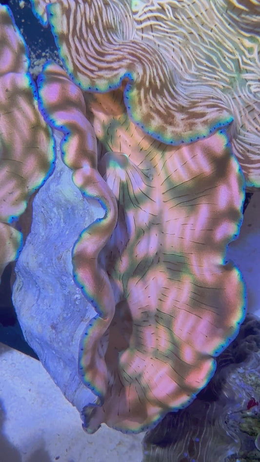 Cultured Rare Derasa Clam pinkish color