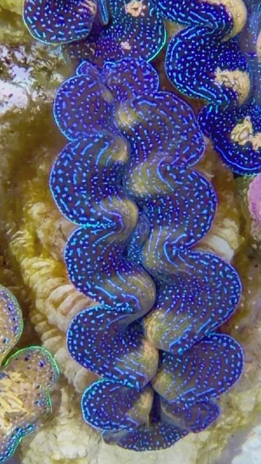 Crocea Clam Captive Bred A