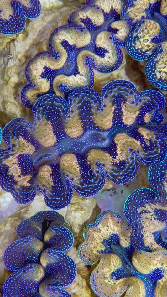 Captive Bred Crocea Clam 2” to 2.5" inches A