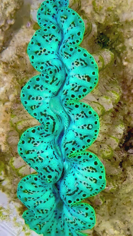 Ultra Captive Neon turquoise Bred Noae Clam 2” to 2.5" inches (formally known as maxima clam)