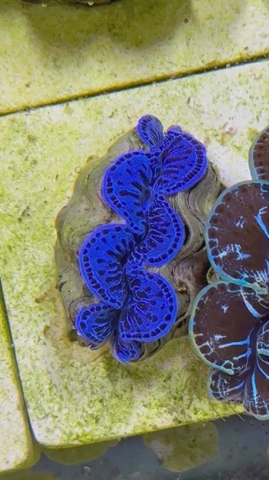 Beautiful Captive Bred Maxima Clam