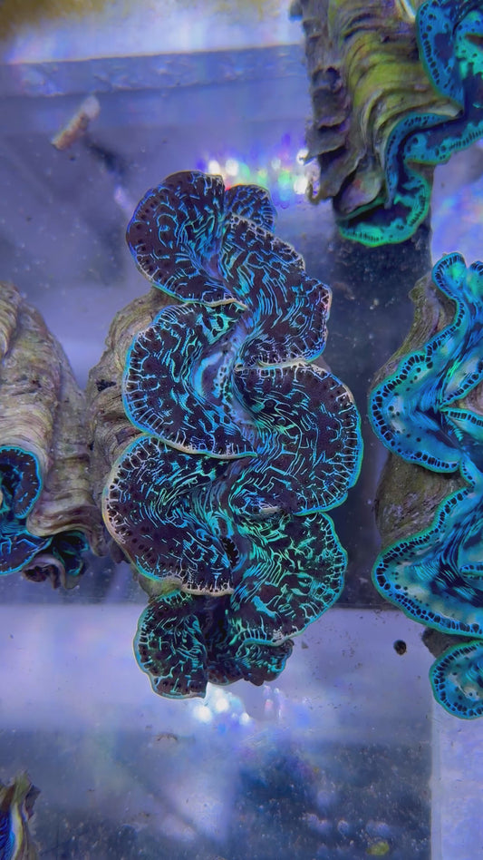 Maxima Clam 5" to 6" rare rainbow