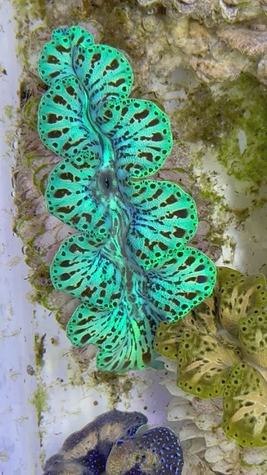 Ultra Captive Bred Noae Clam 2” to 2.5" inches