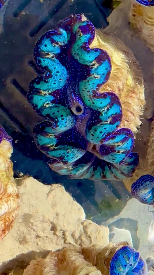 Captive Bred Cultured Rainbow Tridacna Clam 2” to 2.5 inches OD T1