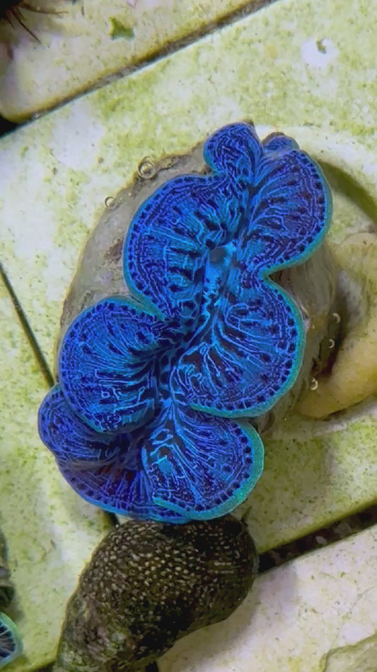 Beautiful Captive Bred Maxima Clam