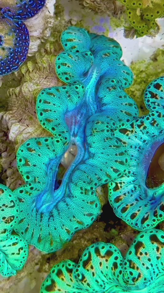 Ultra Captive Bred Noae Clam 2” to 2.5" inches