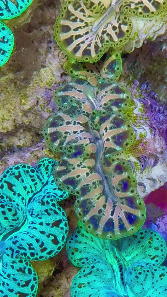 Ultra Captive Bred Noae Clam 2” to 2.5" inches