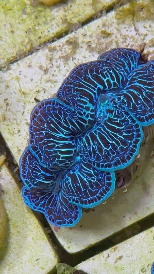 Beautiful Captive Bred Maxima Clam