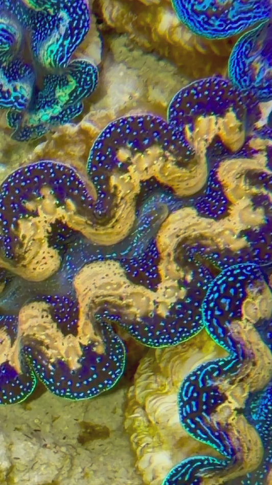 Tear drop Crocea Clam Captive Bred A